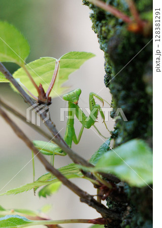 カマキリの幼虫 カマキリの幼虫 128381291
