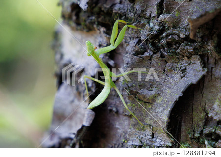 カマキリの幼虫 128381294