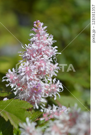 Astilbe Short n Sweet Sugarberry 128381357