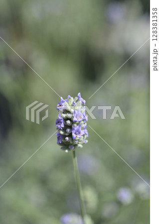 Common lavender Common lavender 128381358