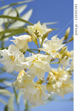 Common oleander Common oleander 128381362