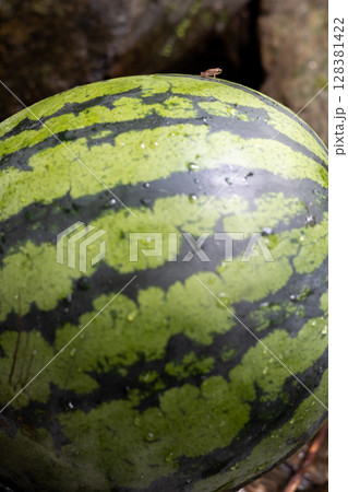 渓流の流れで冷やしているスイカ 128381422