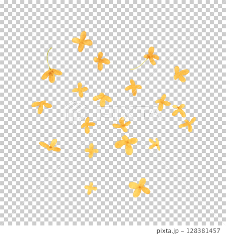 Osmanthus illustration watercolor 128381457