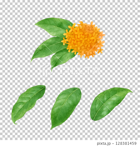 Osmanthus illustration watercolor 128381459