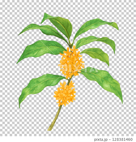 キンモクセイ イラスト 水彩 金木犀 128381460