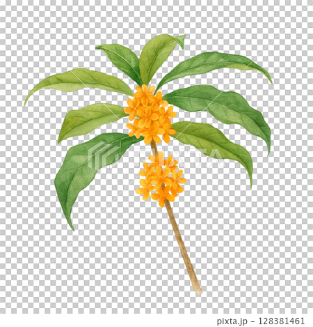 キンモクセイ イラスト 水彩 金木犀 128381461