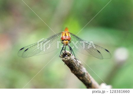 枝に止まるナツアカネ 枝に止まるナツアカネ 128381660