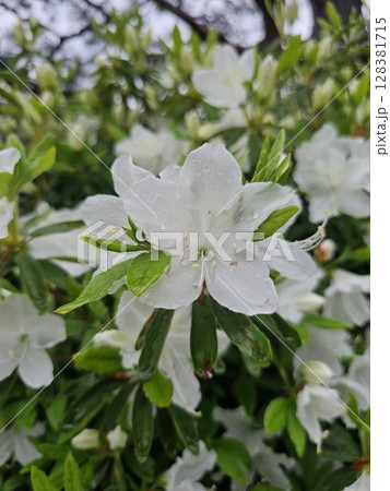 白いつつじ 128381715