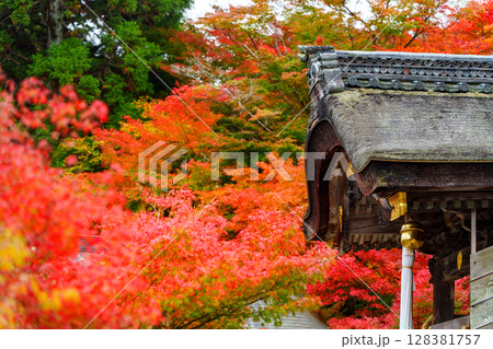 紅葉に染まる鍬山神社 128381757