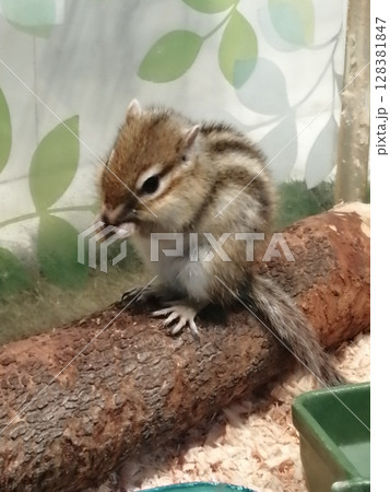 えさを食べるかわいいシマリス えさを食べるかわいいシマリス 128381847