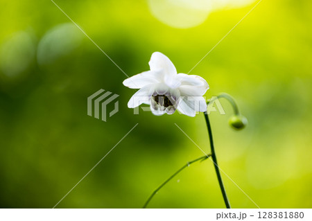 埼玉県所沢市 多聞院レンゲショウマ 埼玉県所沢市 多聞院レンゲショウマ 128381880