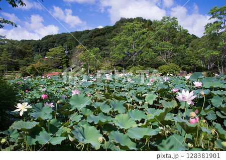夏空もと満開の蓮池（下関市・東行庵2024年） 128381901