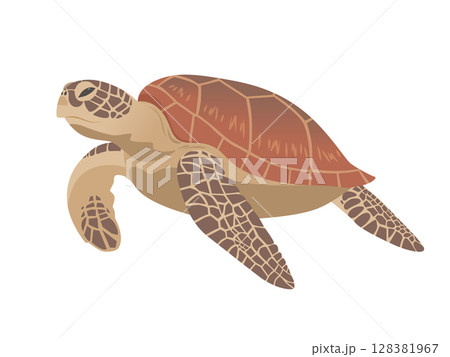 ウミガメのベクターイラスト ウミガメのベクターイラスト 128381967