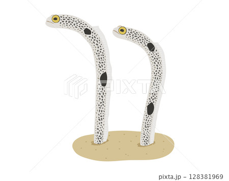 チンアナゴのベクターイラスト 128381969