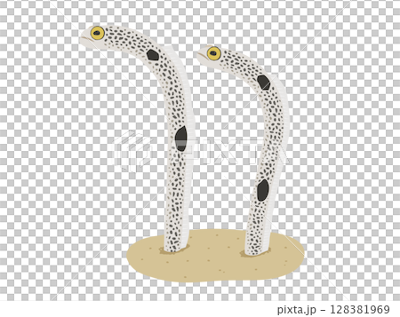 チンアナゴのベクターイラスト 128381969