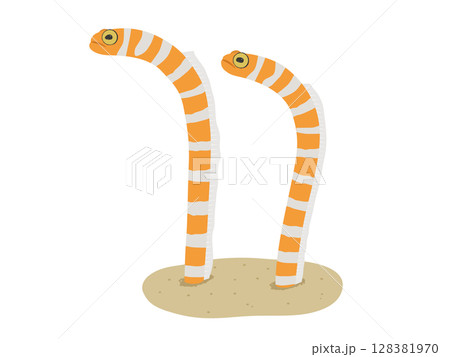 ニシキアナゴのベクターイラスト 128381970