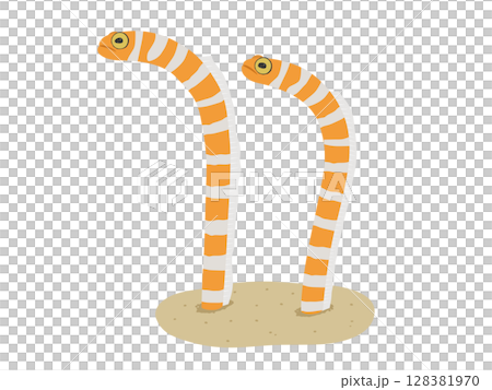 ニシキアナゴのベクターイラスト 128381970