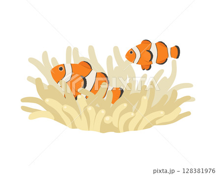 カクレクマノミとイソギンチャク_ベクターイラスト 128381976