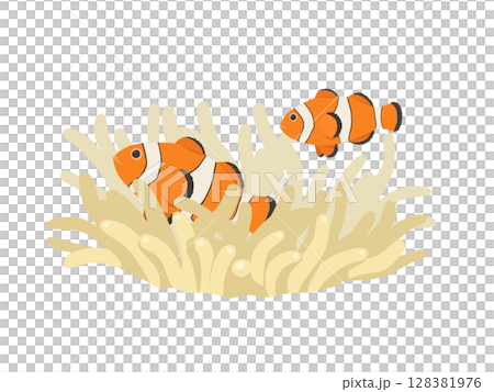カクレクマノミとイソギンチャク_ベクターイラスト 128381976