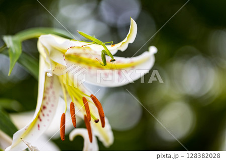 埼玉県所沢市　多聞院ヤマユリとカマキリ 128382028