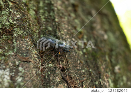 コナラの木の幹にとまるコクワガタのメス 128382045