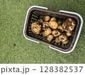 ジャガイモの収穫 128382537