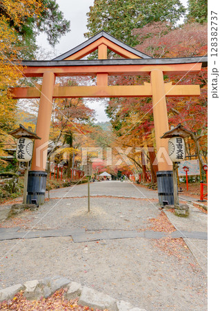 滋賀県大津市坂本の日吉大社　山王鳥居と紅葉 128382737