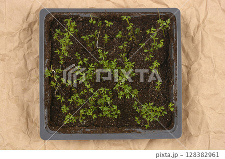 Young cress seedlings 128382961