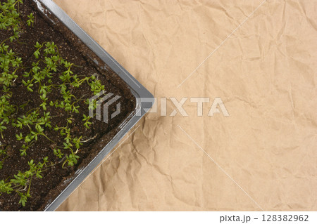 Young cress seedlings 128382962