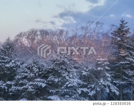 北海道・雪景色の森の朝 / Snowy Forest in Hokkaido, Japan 128383016