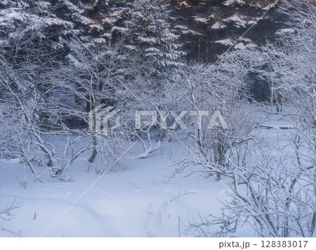 北海道・雪景色の森 / Snowy Forest in Hokkaido, Japan 128383017