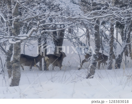 北海道・冬の森を歩くエゾジカ / Yezo sika deer in snowy forest 128383018