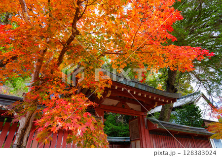 紅葉したモミジ 神護寺 紅葉したモミジ 神護寺 128383024