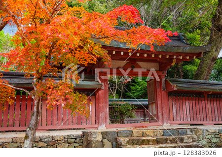 紅葉したモミジ 神護寺 紅葉したモミジ 神護寺 128383026