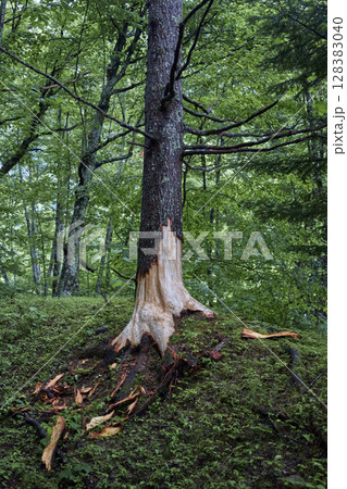 クマハギの特徴 クマハギの発生時期は春先から初夏です 樹皮を剥がされた後の木部をよく見てみると、こそ 128383040