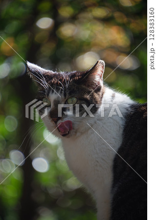 舌なめずりしてるキジトラ柄とぶち猫柄の野良猫と玉ボケ 128383160