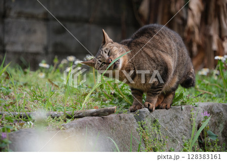 草を噛んで遊んでるキジトラ柄の野良猫 128383161