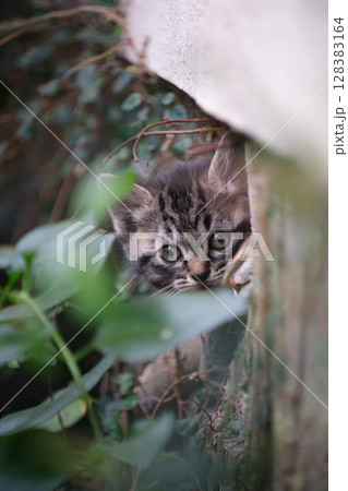 民家の下から顔を出してるキジトラ柄の子猫 128383164