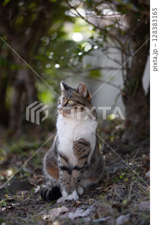 ちょーんとお座りしてるキジトラ柄のベンガル模様の野良猫 128383165