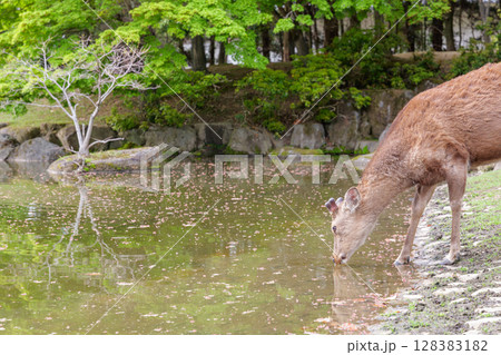 池の水を飲む鹿 池の水を飲む鹿 128383182