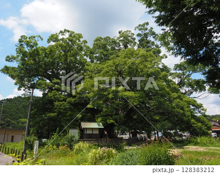 野間の大ケヤキ 128383212