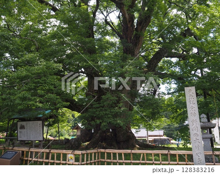 野間の大ケヤキ 野間の大ケヤキ 128383216