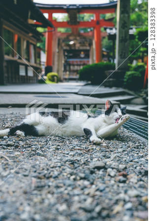 鳥居の前で毛づくろいをする猫 128383398