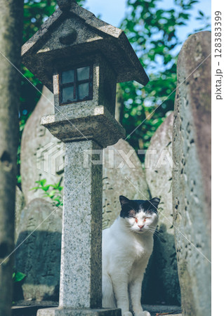 神社の灯籠と猫 128383399