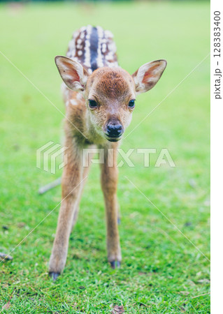 奈良公園の子鹿 128383400