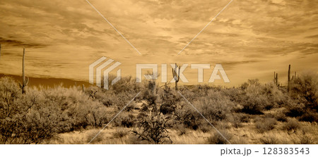 Sonora Desert Arizona in Infrared 128383543