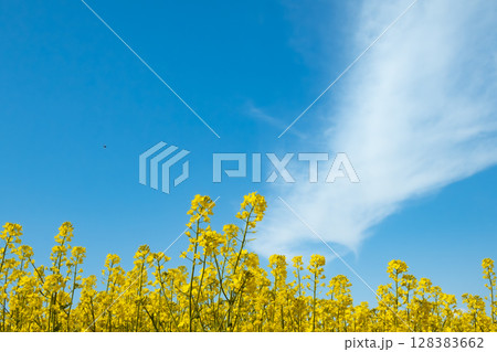 青空と雲に包まれた菜の花畑 128383662