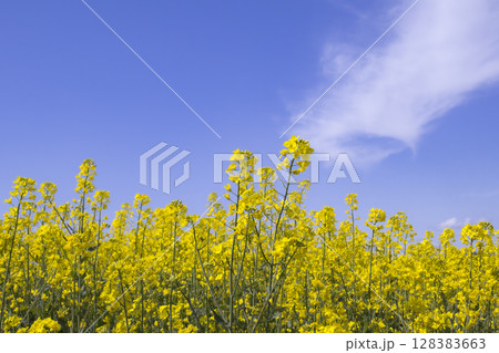菜の花畑と雲のスケッチ 128383663