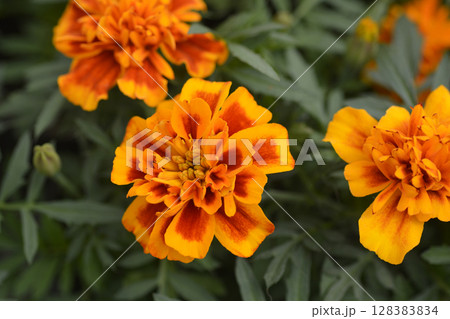 French marigold 128383834