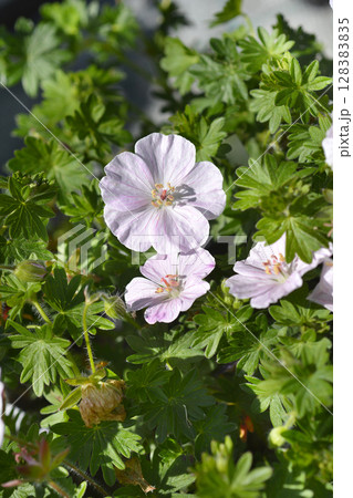 Bloody cranesbill Apfelblute Bloody cranesbill Apfelblute 128383835